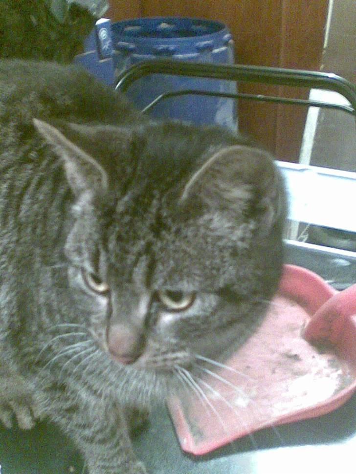 Huskat guffe(væk) billede 2