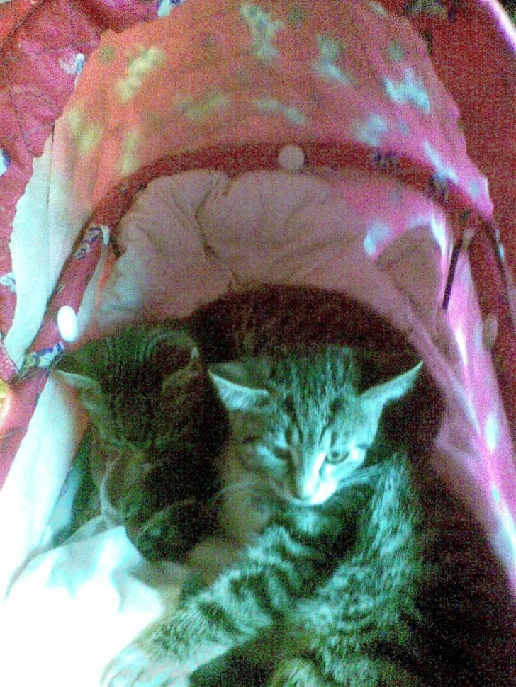 Huskat guffe(væk) billede 4