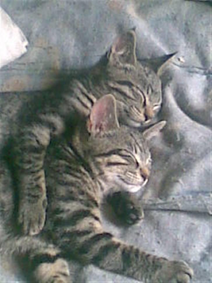 Huskat guffe(væk) billede 5