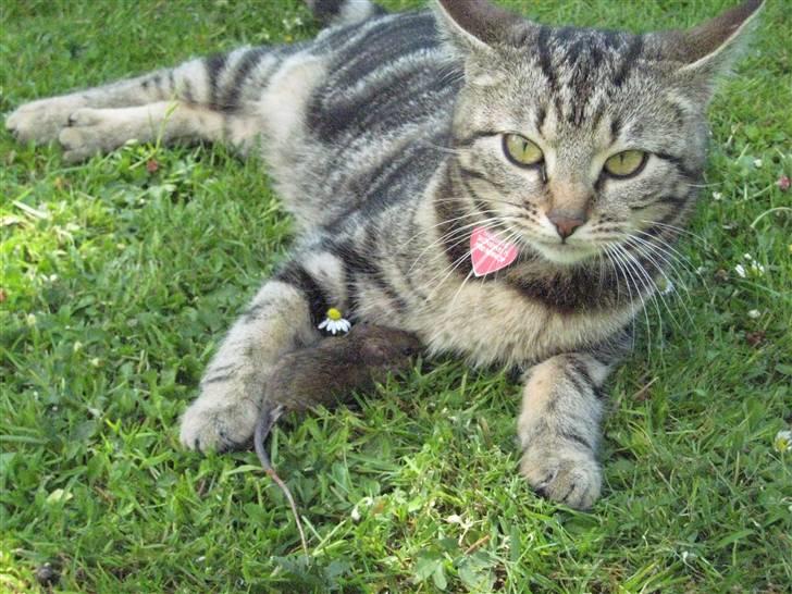 Huskat Bailey (R.I.P d. 10/1 09) - hendes mormor ;D hun er sjovt nok kun 2 år ældre end Bailey ;) billede 6