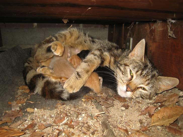 Huskat Bailey (R.I.P d. 10/1 09) - Bailey er den lyse klump i mellem den store kats forpoter ;D billede 7