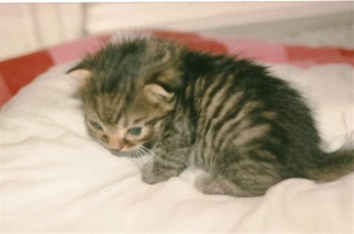 Huskat Elvis R.I.P. 04.02.09 - Billedet har jeg fået af min veninde (da Elvis var meget lille) billede 7