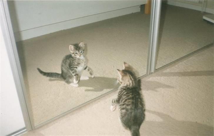 Huskat Elvis R.I.P. 04.02.09 - Billedet har jeg fået af min veninde billede 8