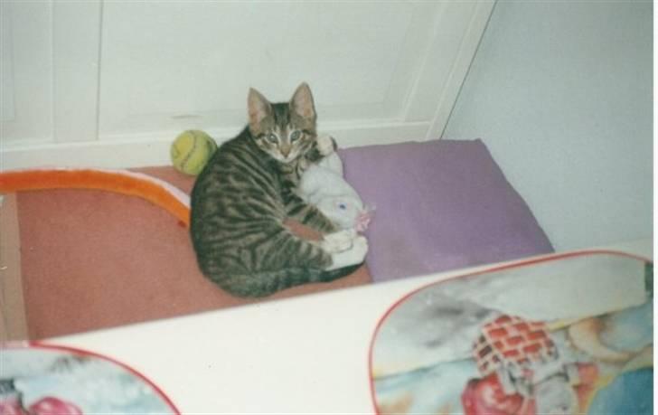 Huskat Elvis R.I.P. 04.02.09 - Billedet har jeg fået af min veninde billede 9