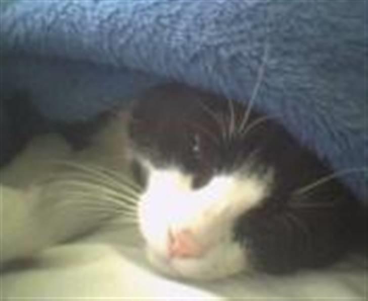 Huskat Emil Harboe billede 1