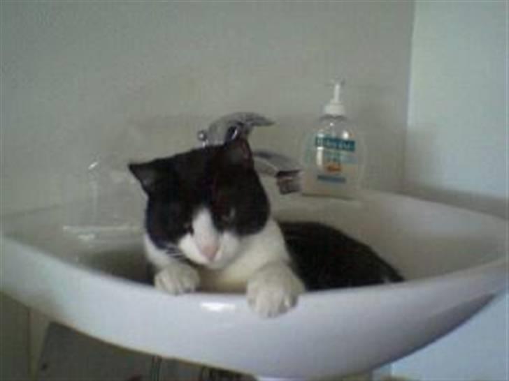 Huskat Emil Harboe billede 2