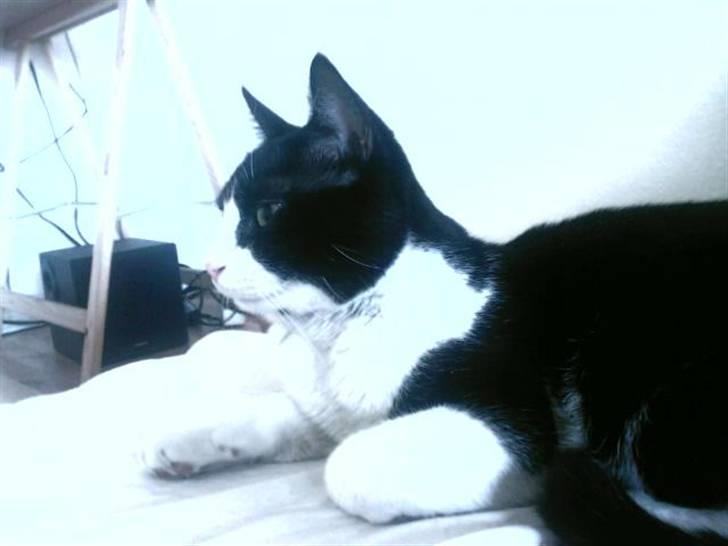 Huskat Emil Harboe billede 3