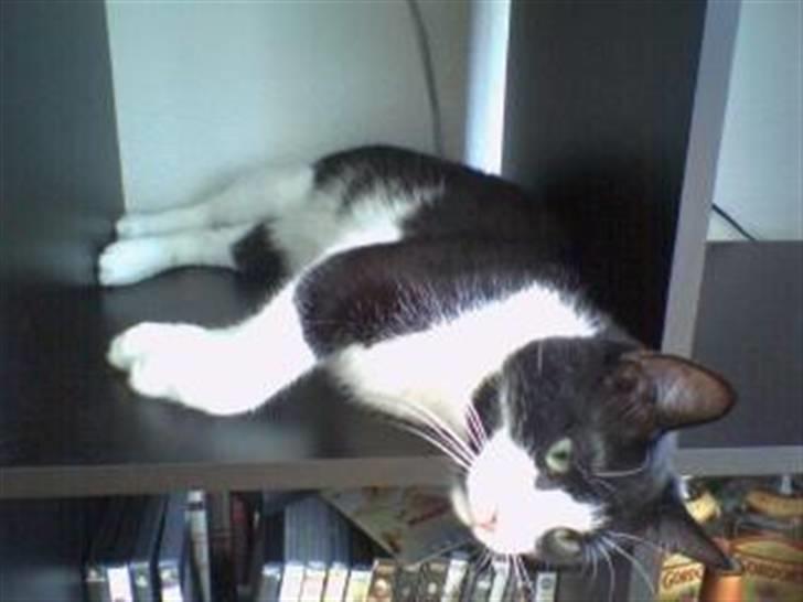 Huskat Emil Harboe billede 4