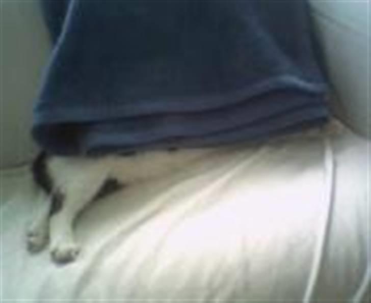 Huskat Emil Harboe billede 7