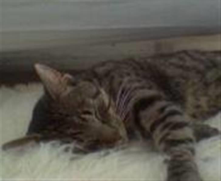 Huskat Christian Harboe billede 1