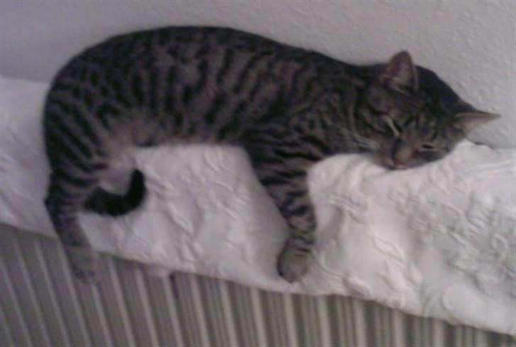 Huskat Christian Harboe billede 2