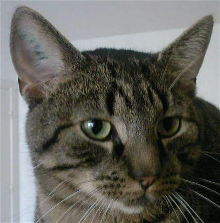 Huskat Christian Harboe billede 3