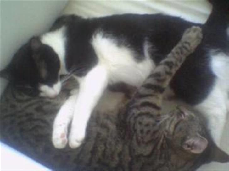 Huskat Christian Harboe billede 4