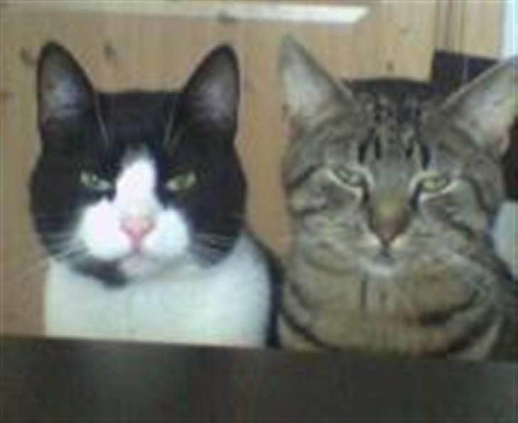 Huskat Christian Harboe billede 5