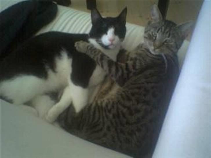 Huskat Christian Harboe billede 6