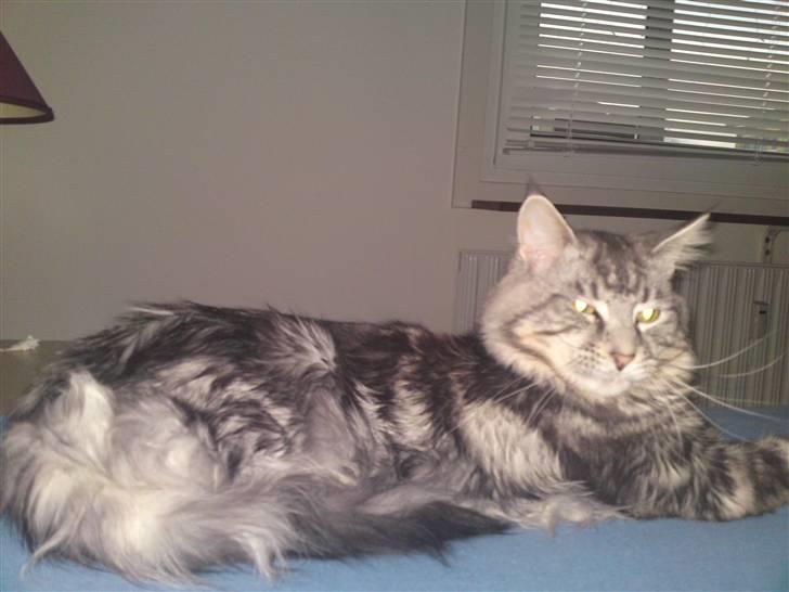 Maine Coon Dirk billede 6