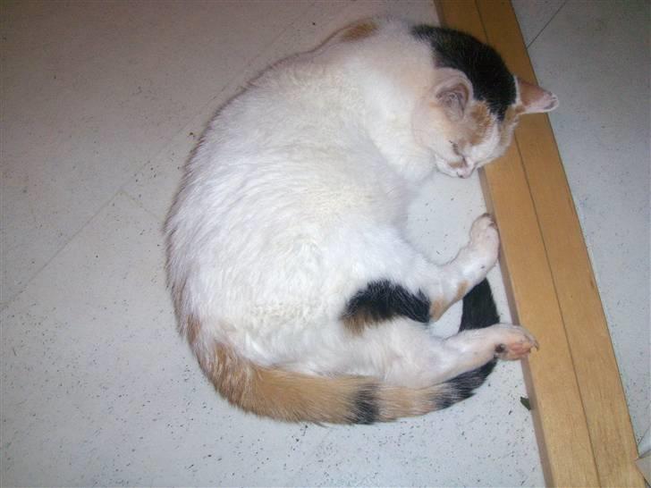 Blanding af racer Amanda R.I.P savner dig  billede 16