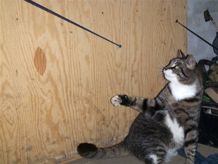 Blanding af racer mads  billede 16