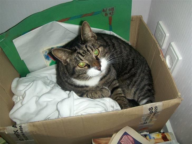 Blanding af racer mads  billede 17