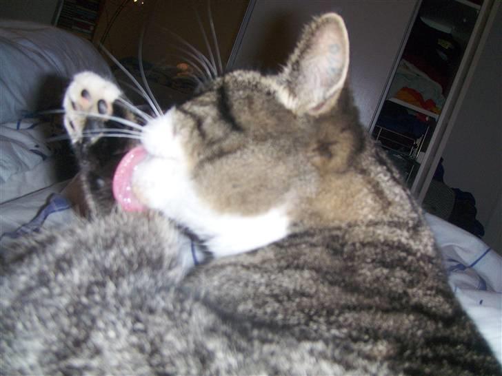 Blanding af racer mads  billede 18