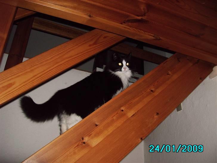 Maine Coon Fiona billede 6