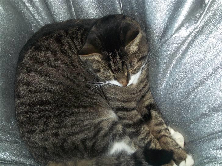 Blanding af racer mads  billede 19