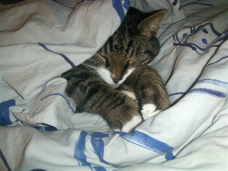 Blanding af racer mads  billede 20