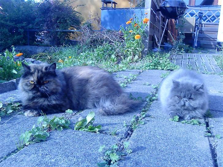 Perser Pythagoras Destiny billede 2