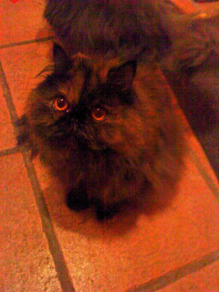 Perser Pythagoras Destiny billede 3