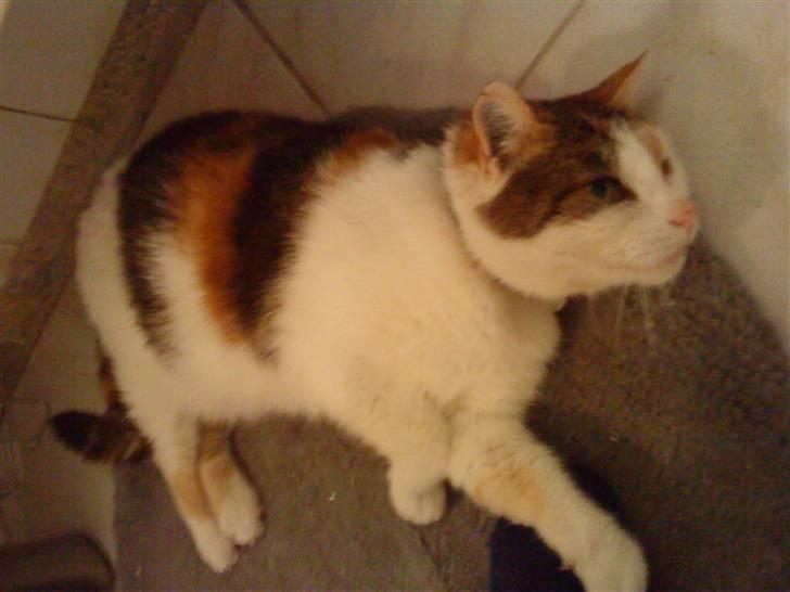 Huskat Kingki    R.I.P. billede 1