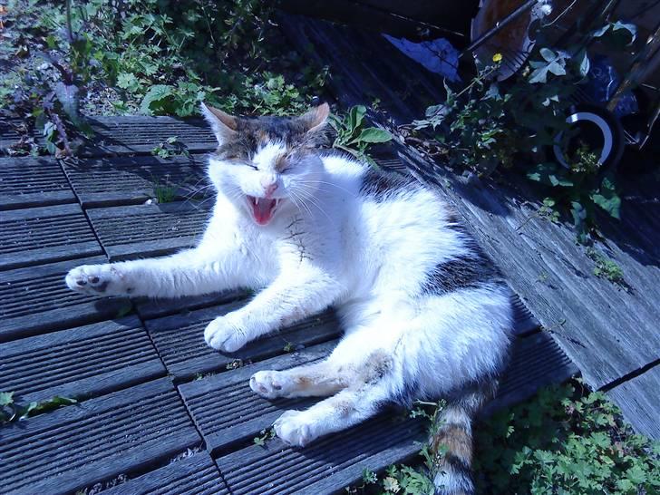 Huskat Kingki    R.I.P. billede 2