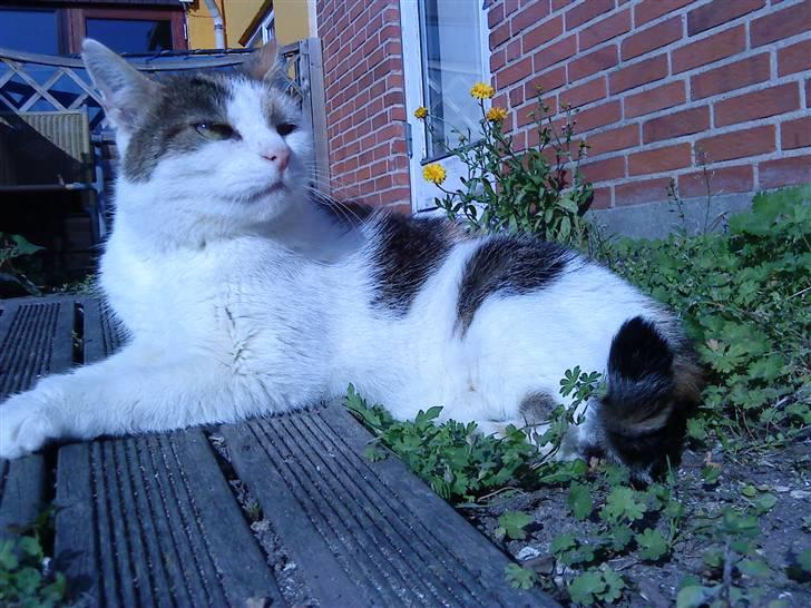 Huskat Kingki    R.I.P. billede 3