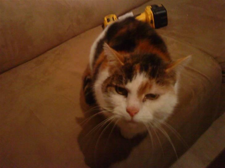 Huskat Kingki    R.I.P. billede 4