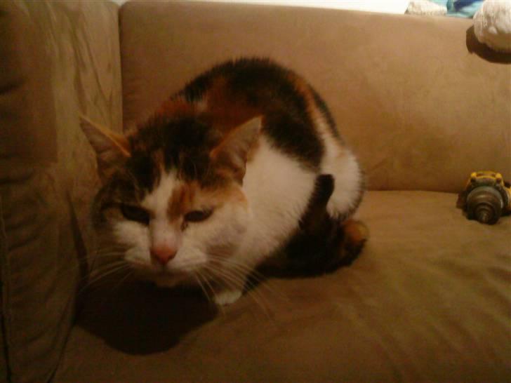 Huskat Kingki    R.I.P. billede 5