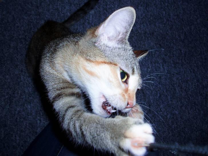 Huskat Adina - Døø kamerasnor :D billede 9