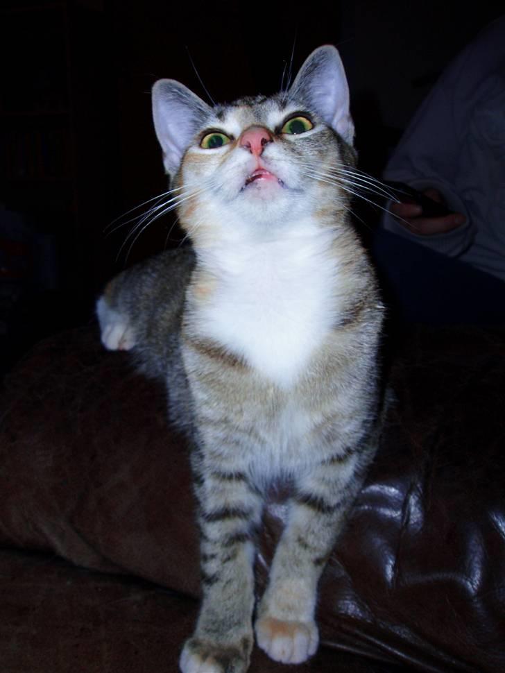 Huskat Adina - Smukke pigen som vi kender hende bedst :) billede 10