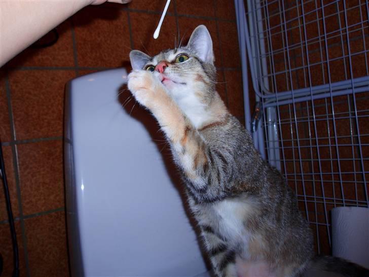 Huskat Adina - Spændende vatpind :b billede 11