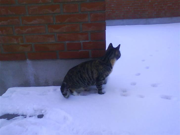 Huskat Mercedes <"33 til salg - 10, uden i sneen for førte gang foto. P. Christensen billede 10