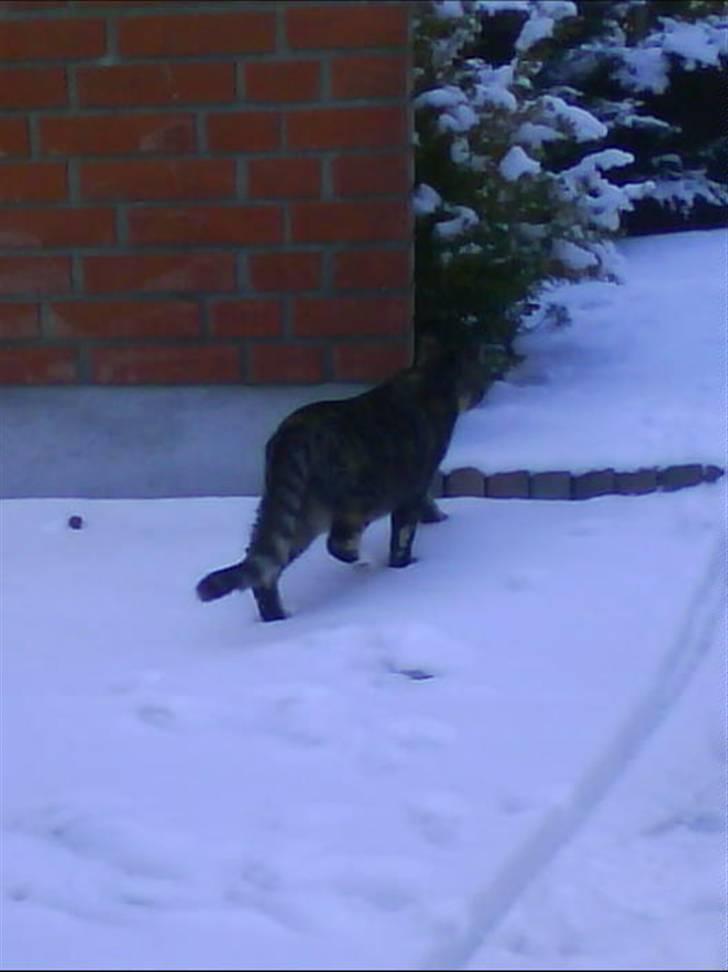 Huskat Mercedes <"33 til salg - 11 for førte gang i sneen foto. P. Christensen billede 11
