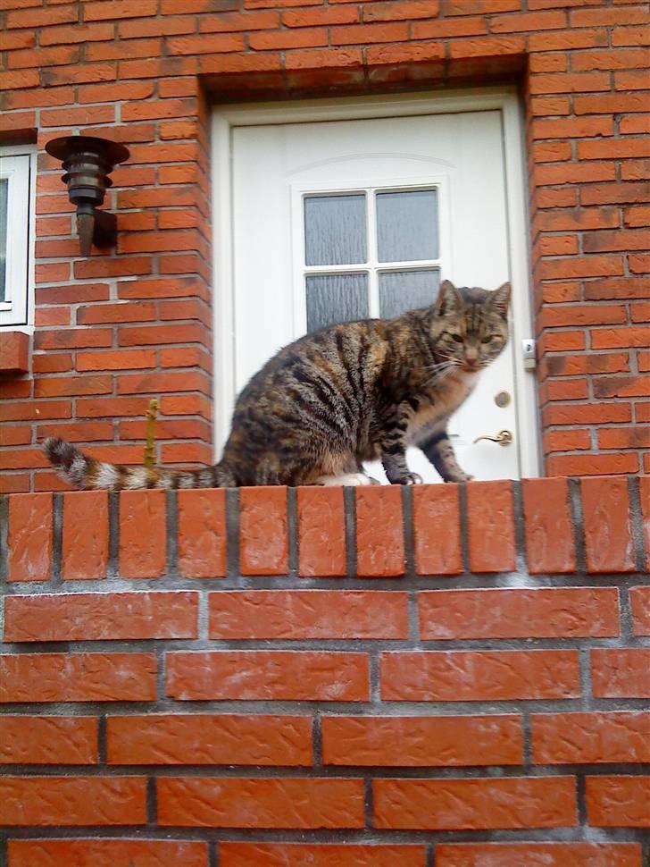 Huskat Mercedes <"33 til salg - 12, da pernille kom hjem var jeg der :) foto.P. Christensen billede 12