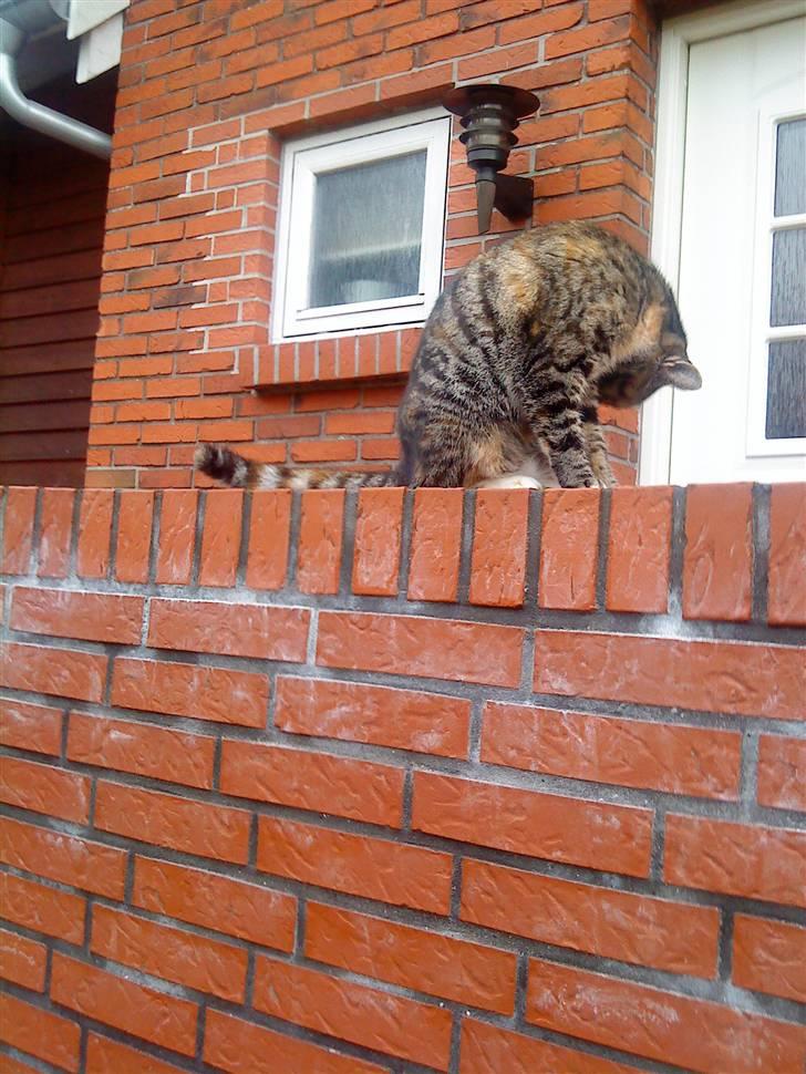 Huskat Mercedes <"33 til salg - 13,  ad ad jeg er ulækker, så må lige vaske mig lidt foto. P. Christensen billede 13