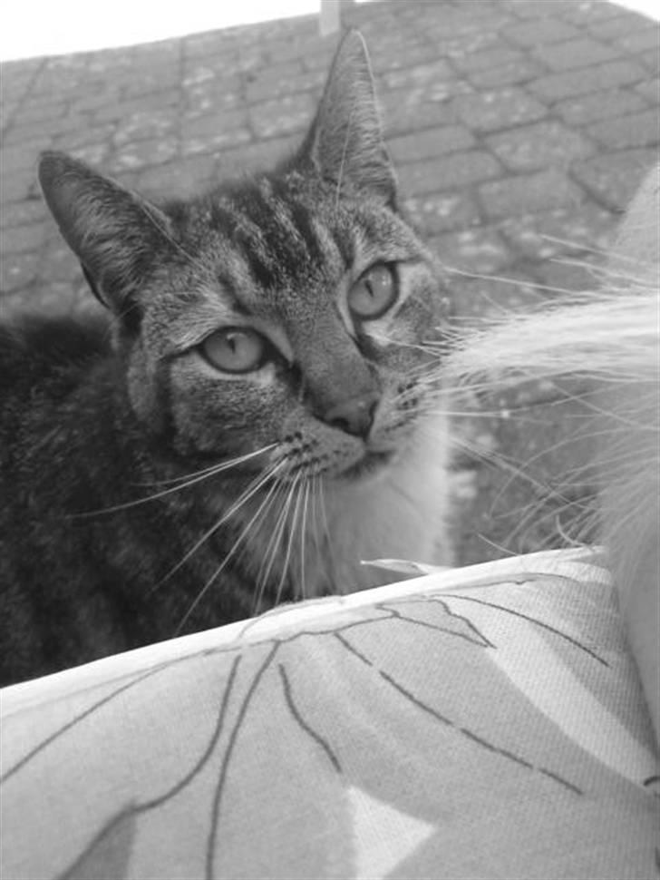 Huskat Mercedes <"33 til salg - 14, foto. P. Christensen billede 14