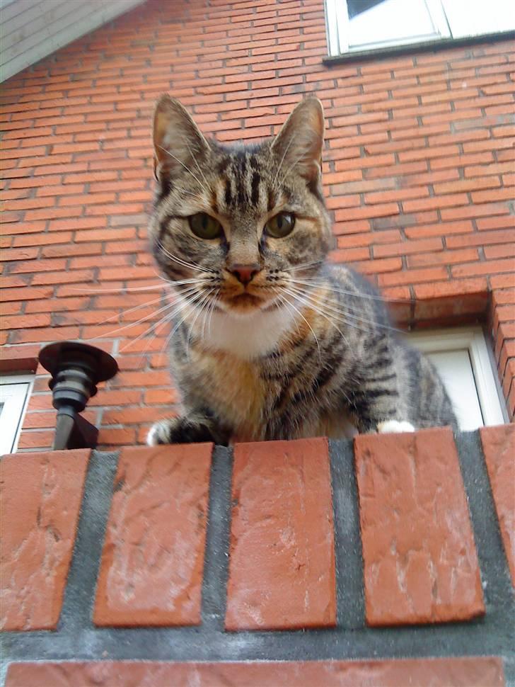 Huskat Mercedes <"33 til salg - 15, er jeg ikk bare smukk foto. P. Christensen billede 15