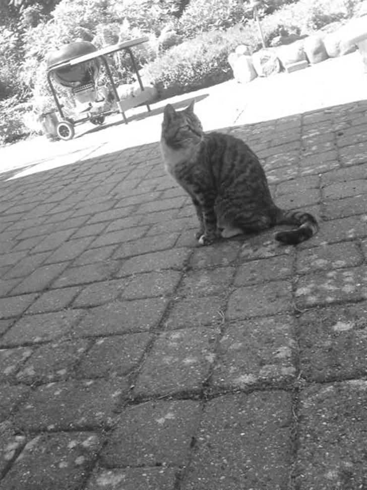 Huskat Mercedes <"33 til salg - 16, foto. P. Christensen billede 16