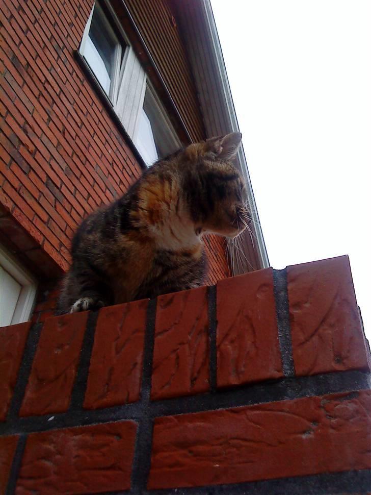 Huskat Mercedes <"33 til salg - 17, en hund :O HJÆLP foto. P. Christensen billede 17