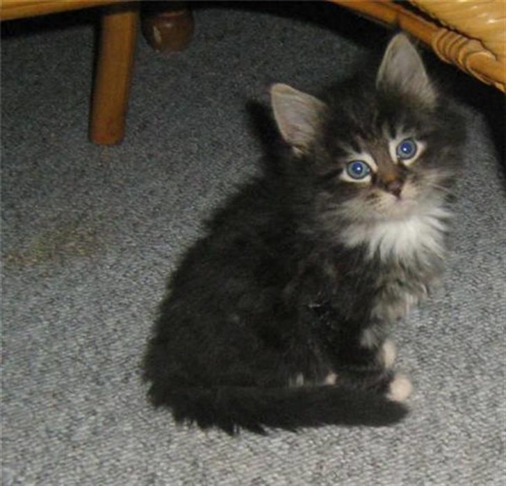 Norsk Skovkat Joey billede 1