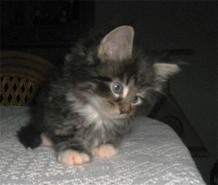 Norsk Skovkat Joey billede 2