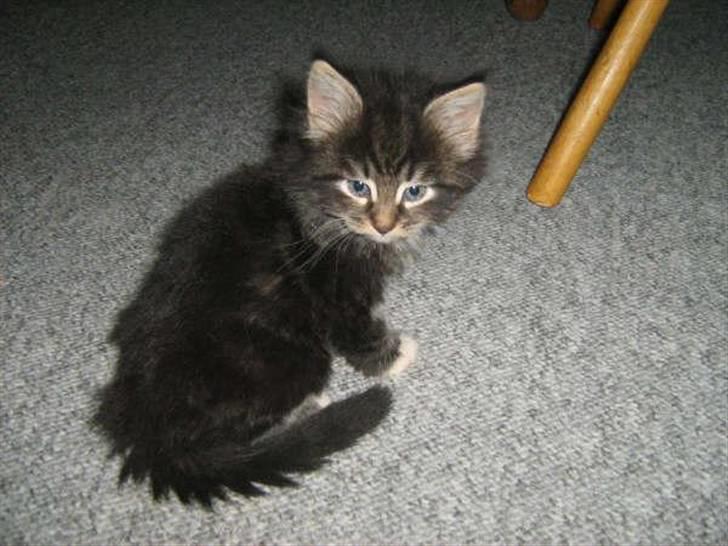 Norsk Skovkat Joey billede 3