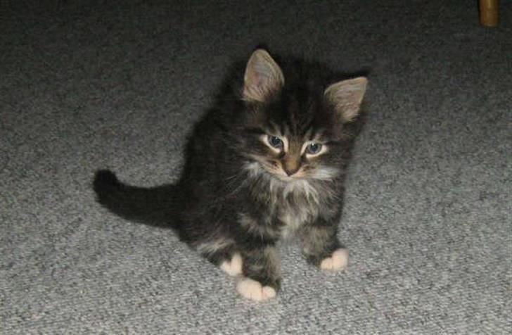 Norsk Skovkat Joey billede 4