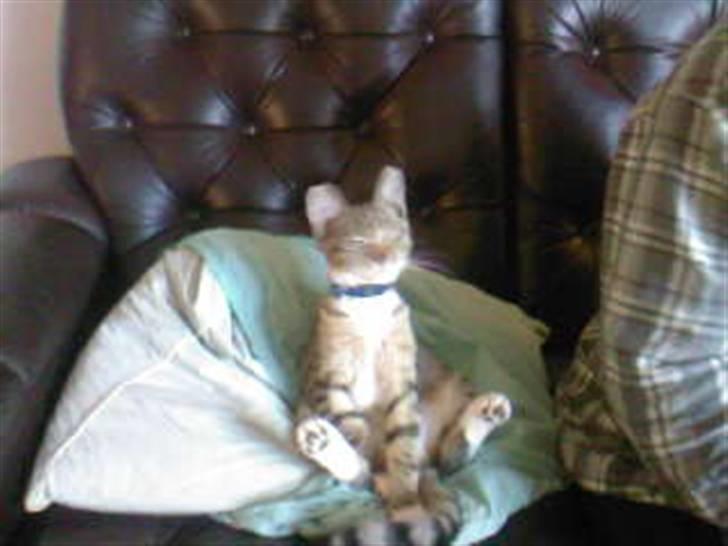 Blanding af racer tiger(død) - kan godt lide at sidde ned :) billede 1